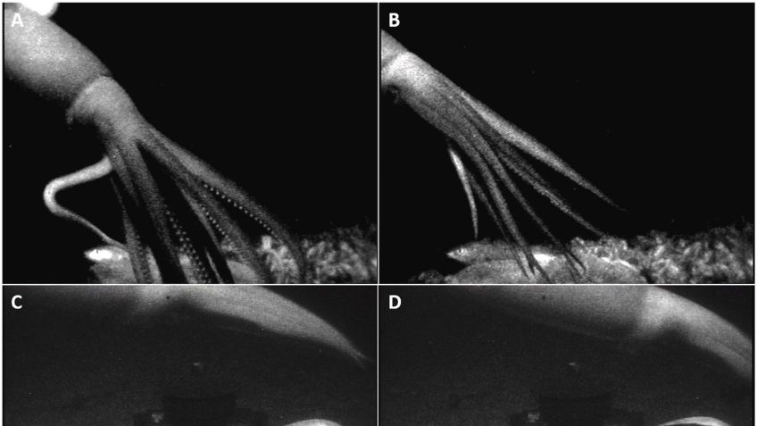 Video viral: Captan por primera vez un calamar gigante en las profundidades marinas