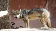 España le pone un alto a la caza del lobo; ve cuándo entrará en vigor la ley que lo protege