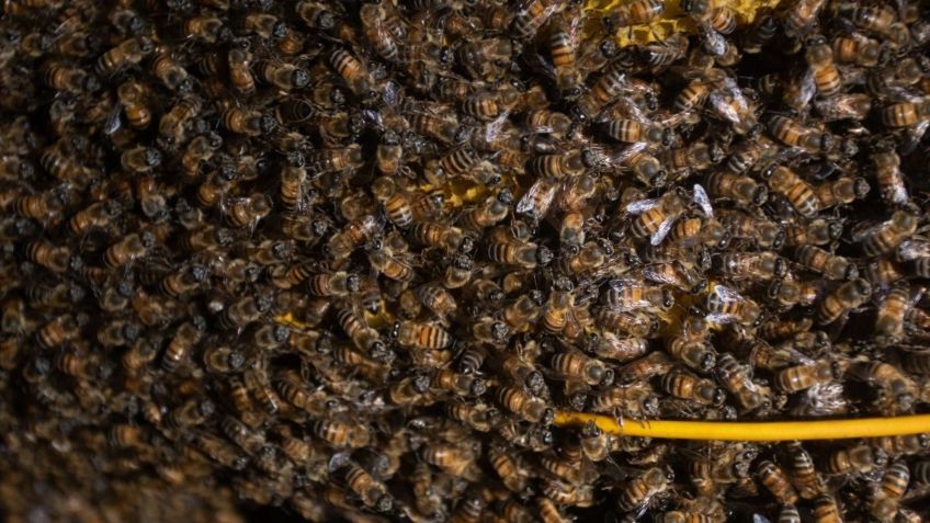 Humanos dependen de las abejas; esta es su vital importancia