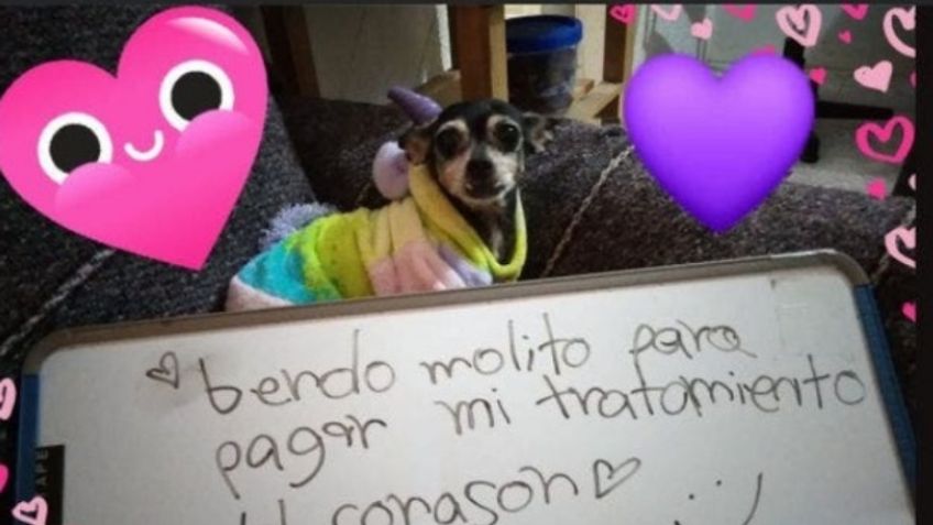 ¡Perrita Bombi necesita ayuda! Vende mole para pagar su tratamiento del corazón