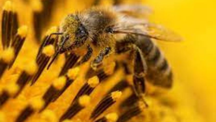 Día mundial de las abejas: Qué son y cómo funcionan las abejas robot