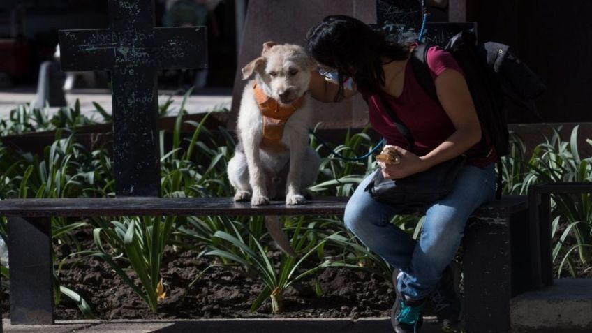 Detectan nueva cepa del coronavirus que podrían venir de los perros