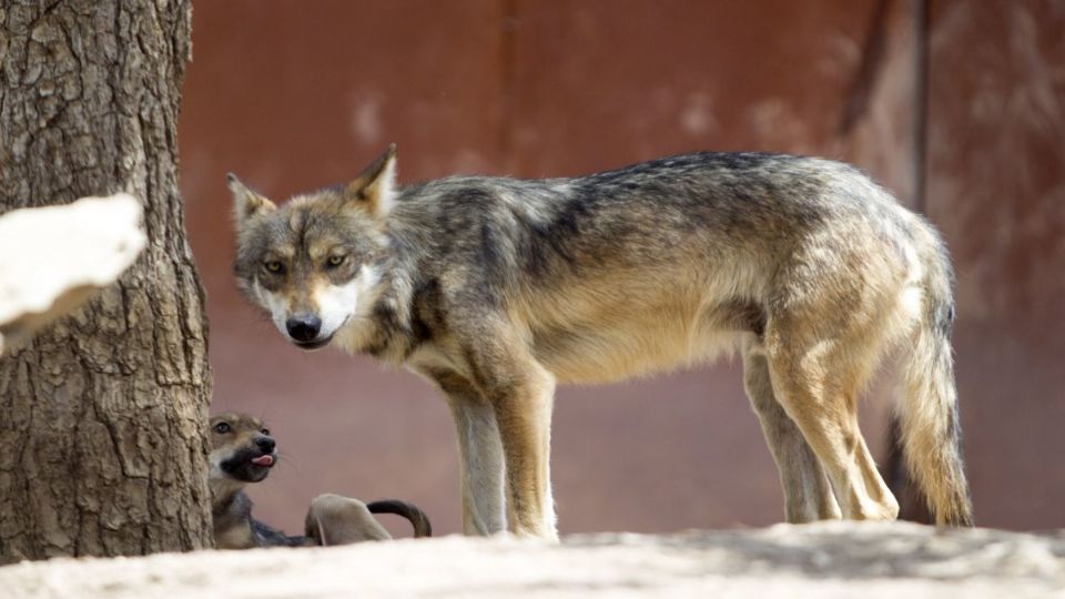 El Ministerio coordina los trabajos de preparación de un nuevo censo nacional de lobo. Foto: Archivo | Cuartoscuro