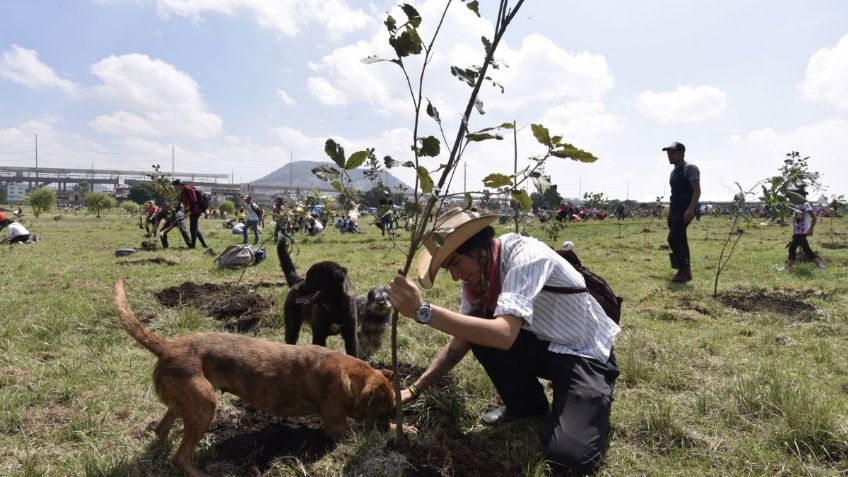 Científicos aseguran que plantar ÁRBOLES para luchar contra el cambio climático es INEFICAZ