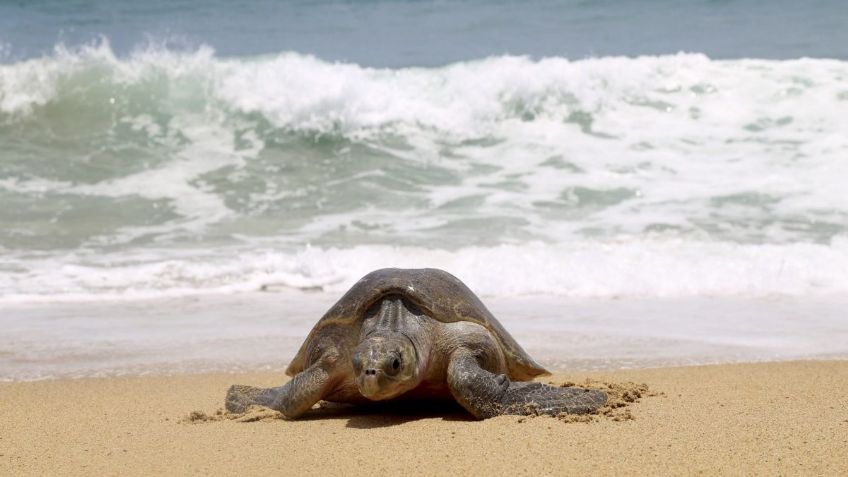 Día Mundial de la Tortuga: ¿Cuáles son las especies marinas que recibe México?