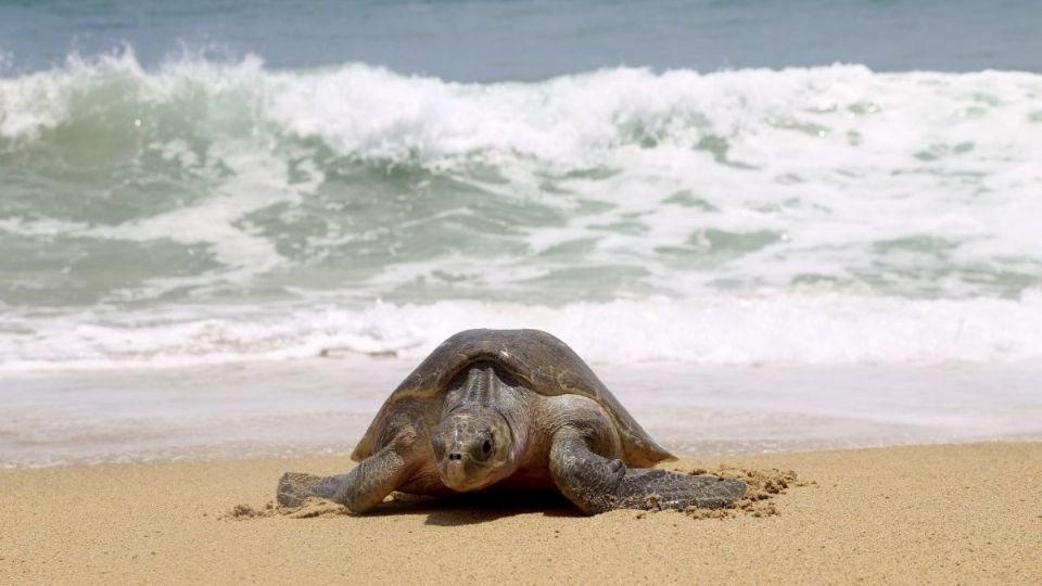 La tortuga golfina es considerada la más abundante en el mundo. Foto: Archivo | Cuartoscuro