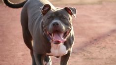 Niño rescata a sus hermanitos de ataque de dos perros pitbull