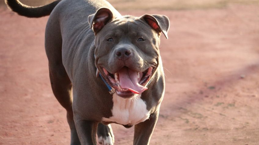 Niño rescata a sus hermanitos de ataque de dos perros pitbull