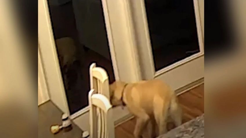 Perro se asusta con su propio reflejo y se hace viral en redes: VIDEO