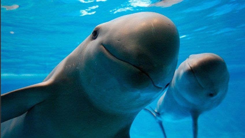 México coordinará los trabajos para proteger a la vaquita marina