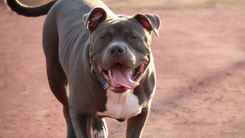 Imagen ilustrativa de perro pitbull. Foto: Pixabay