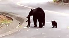 Familia de osos camina por zonas residenciales de Nuevo León; VIDEO enternece las redes