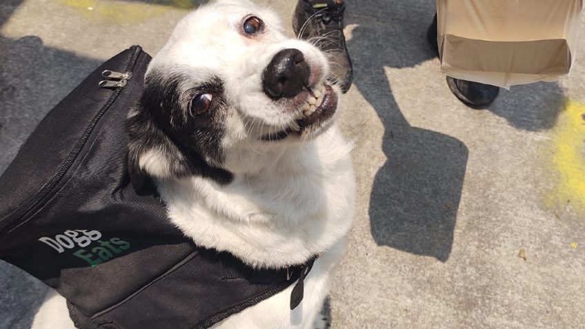 Perrita repartidora no logra la meta de recaudación de croquetas, pese a volverse viral