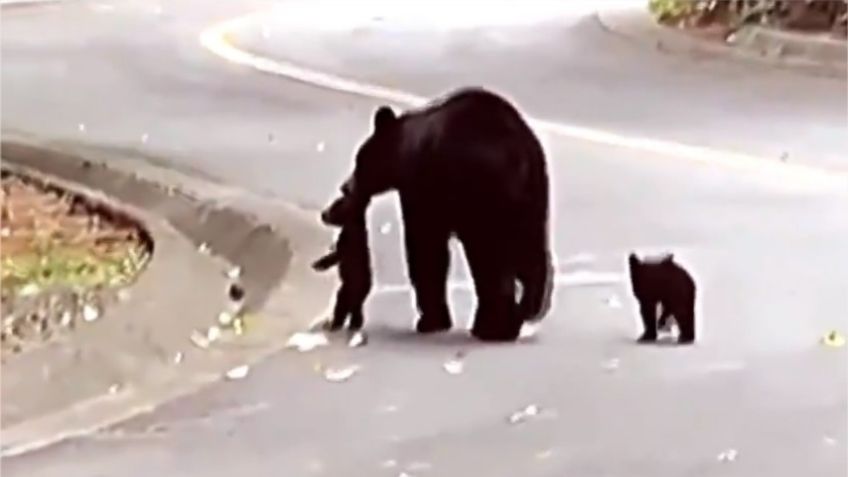 Familia de osos camina por zonas residenciales de Nuevo León; VIDEO enternece las redes