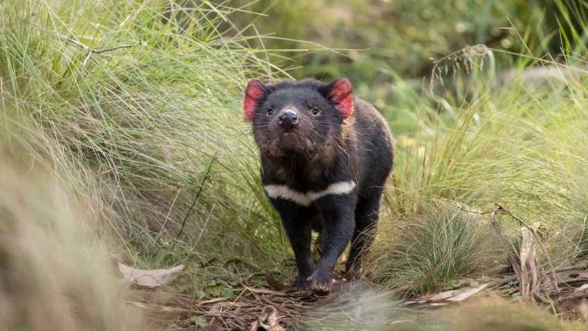 Nacen 7 demonios de Tasmania, se creían extintos hace 3 mil años: FOTOS