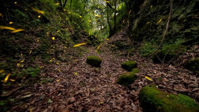 Santuario de luciérnagas salvó a 200 familias en Amecameca