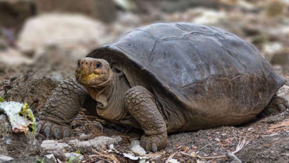 El hallazgo de la tortuga podría generar la repoblación de su especie. Foto: @parquegalapagos