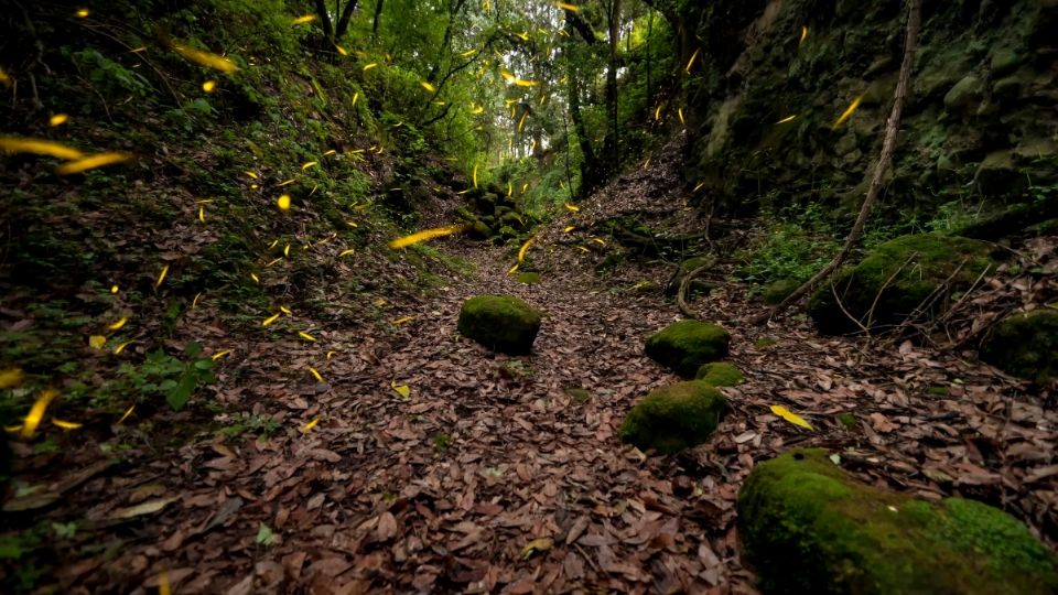 La temporada de luciérnagas es del 13 de junio al 4 de agosto. Foto: Especial