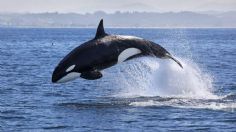 VIDEO VIRA: Captan increíble momento en el que una ballena "embiste" a un delfín