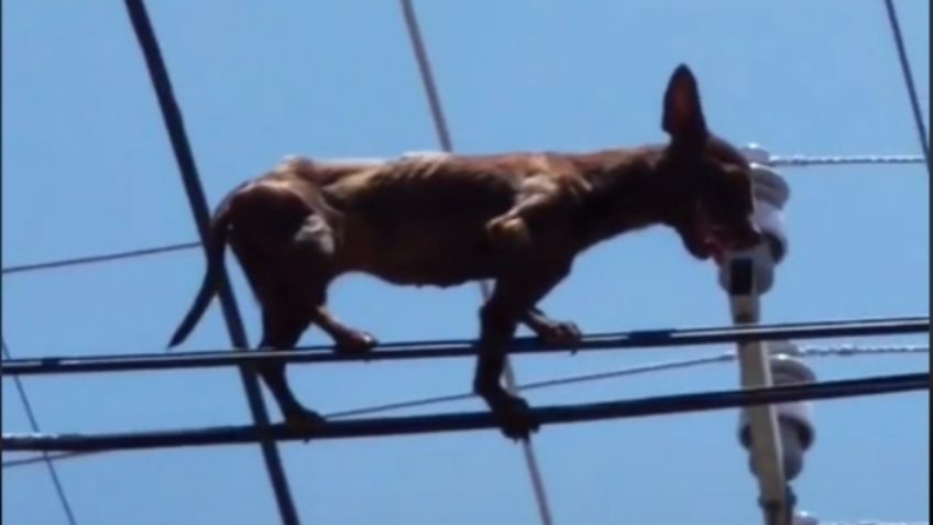 ¡Desafía al peligro! Captan a perro chihuahua caminando sobre cables de luz: VIDEO