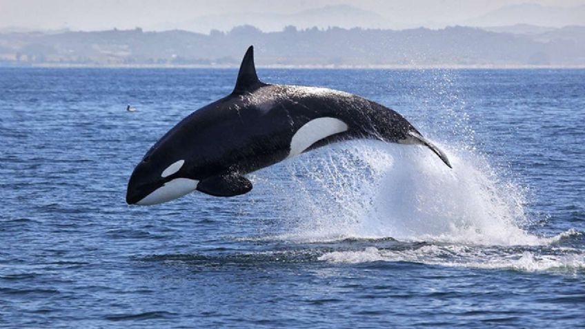 VIDEO VIRA: Captan increíble momento en el que una ballena "embiste" a un delfín