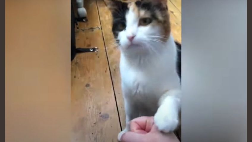 Gatita sorda sorprende al comunicarse con lenguaje de señas: VIDEO VIRAL