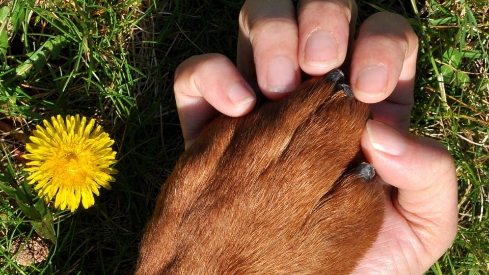 El estado de Querétaro ofrece diversas actividades para disfrutar acompañado de tu mascota..