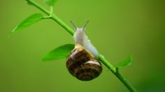 Belleza: Conoce los beneficios de la baba de caracol para un rostro de porcelana