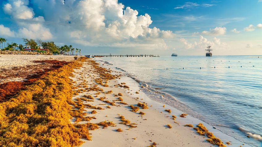 Quintana Roo cuenta con un semáforo para detectar sargazo en las playas y así funciona