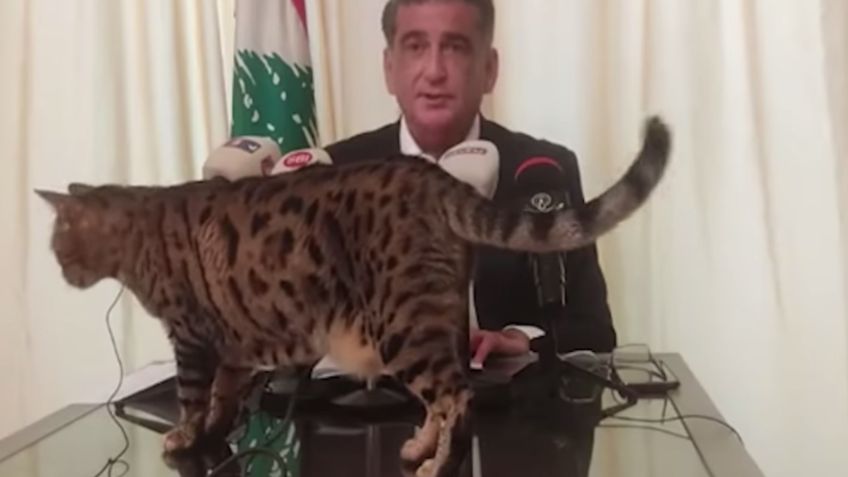 Gato acapara rueda de prensa virtual de diputado libanés | VIDEO