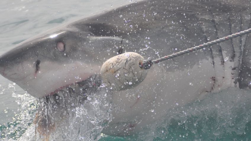 ¡De TERROR! Tiburón MUERDE a abuelita mientras vacacionaba en una PLAYA de Florida: VIDEO