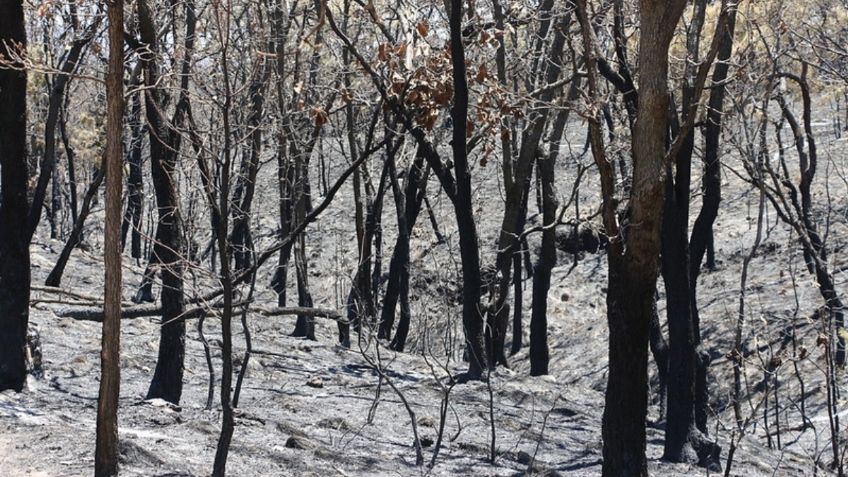 Ayuntamiento de Tlajomulco trabaja en estrategia de mitigación por erosión del suelo tras incendio