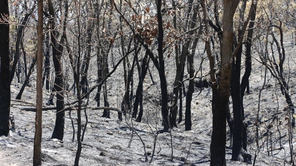 “Se realizó un primer dictamen donde se identifican condiciones de riesgo', señalan