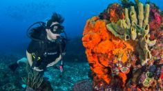 ¿Cuánto cuesta bucear en la segunda barrera de coral más grande del mundo ubicada en México?