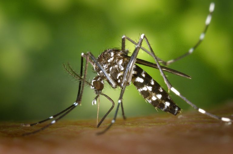 dengue