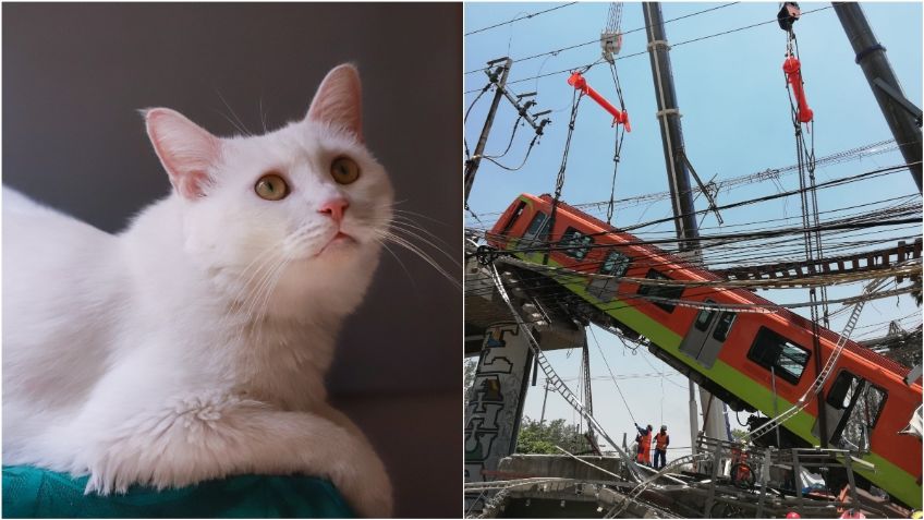 Gato sobrevive al accidente del Metro; viajaba en la Línea 12 luego de ser esterilizado