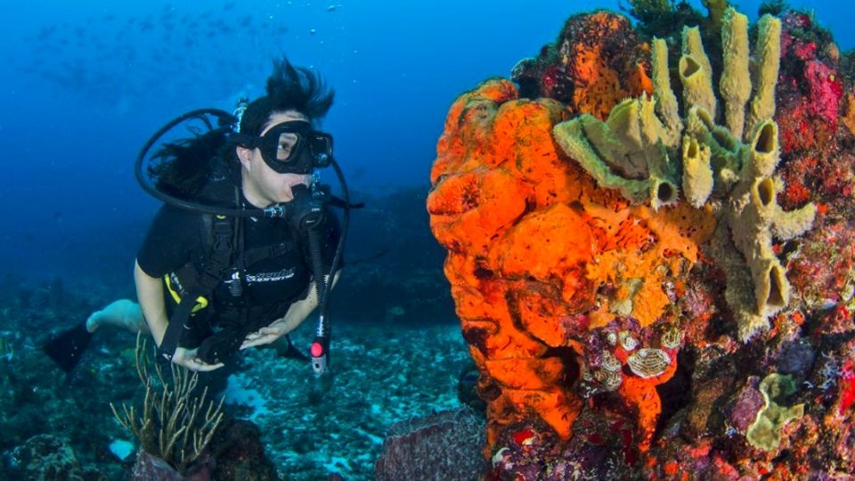 El arrecife coral se llama Sistema Arrecifal Mesoamericano. Foto: aquaworld.com.mx