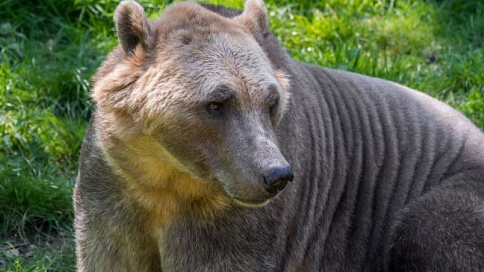 Una nueva especie de oso híbrido ha emergido como una de las grandes consecuencias del cambio climático.