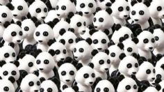 RETO VISUAL: Encuentra al perro entre los pandas en 10 segundos y demuestra tu destreza