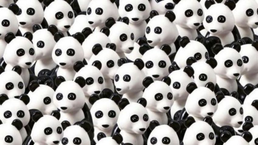 RETO VISUAL: Encuentra al perro entre los pandas en 10 segundos y demuestra tu destreza