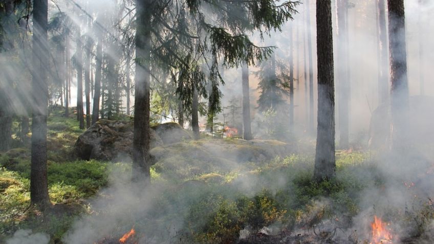 Incendios forestales amenazan México; hay 57 activos en 14 estados