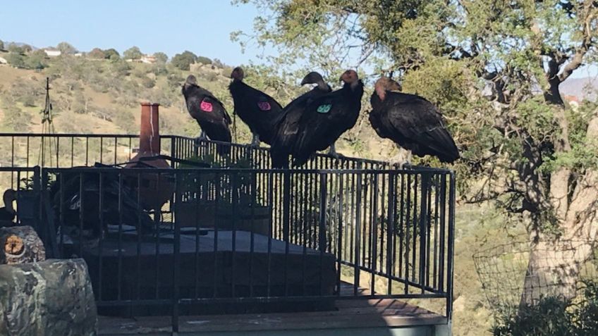 Bandada de cóndores INVADE casa en California, causan DESTROZOS y se niegan a irse: FOTOS