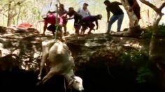 Rescatan a una vaca que cayó en un cenote de Yucatán