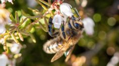 Científicos entrenan abejas para detectar en segundos el Covid-19 con la lengua