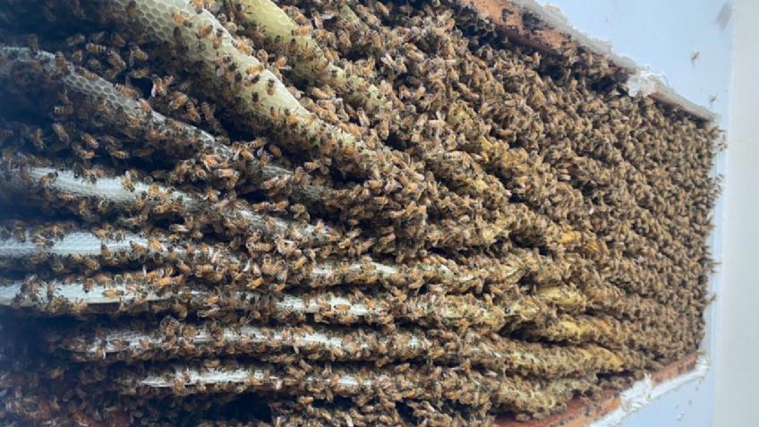 VIDEO: Mujer descubre 100 mil ABEJAS en el techo de su sala; es la CUARTA vez que ocurre