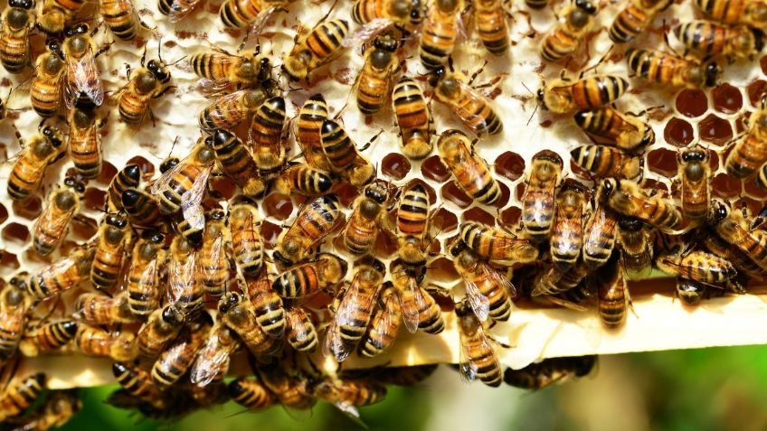 Muerte de abejas en Colima: Diputados piden prohibir el uso de plaguicidas altamente peligrosos