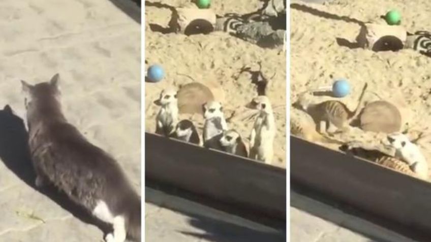 VIDEO VIRAL: ¡Ternuritas! Suricatas cautivan la red por su reacción al ver gato por primera vez