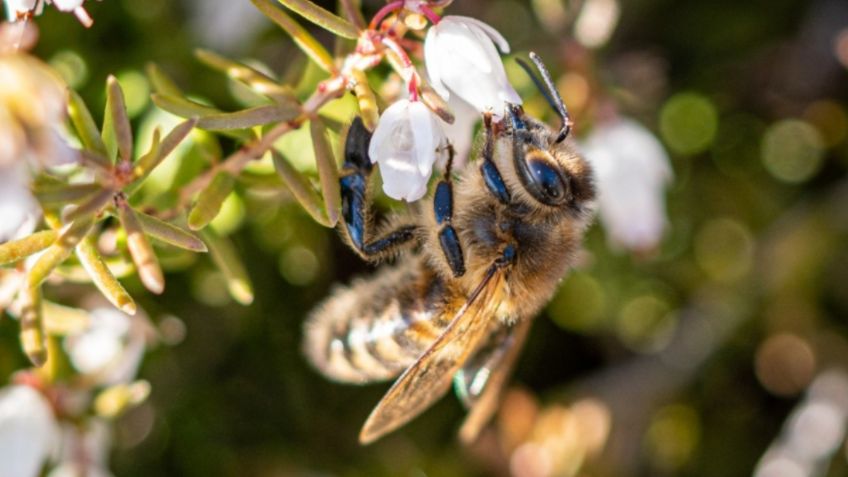 Científicos entrenan abejas para detectar en segundos el Covid-19 con la lengua