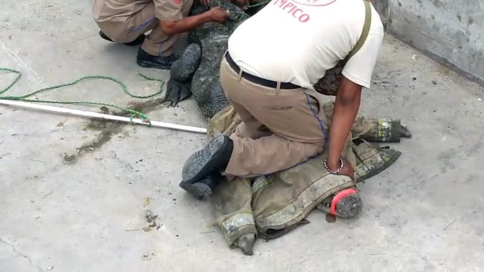 Bomberos y elementos de Protección Civil tuvieron que capturar al reptil de más de 3 metros de largo. Foto: Captura de pantalla