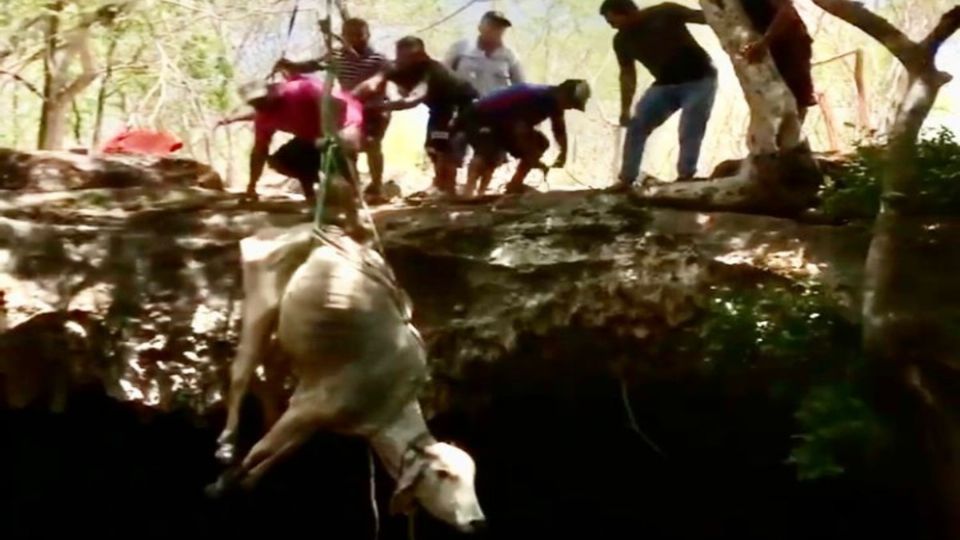 Los pobladores mayas se organizaron para sacar del cenote a la vaca. Foto: Especial